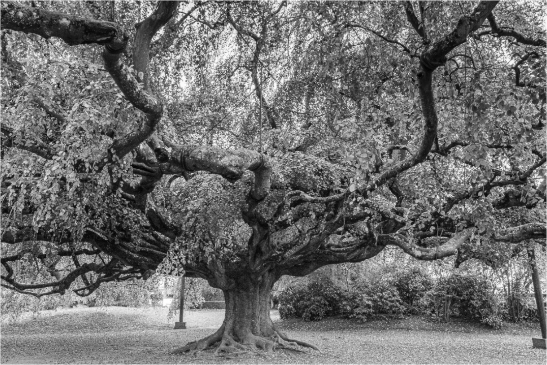 Main image L’arbre de vie